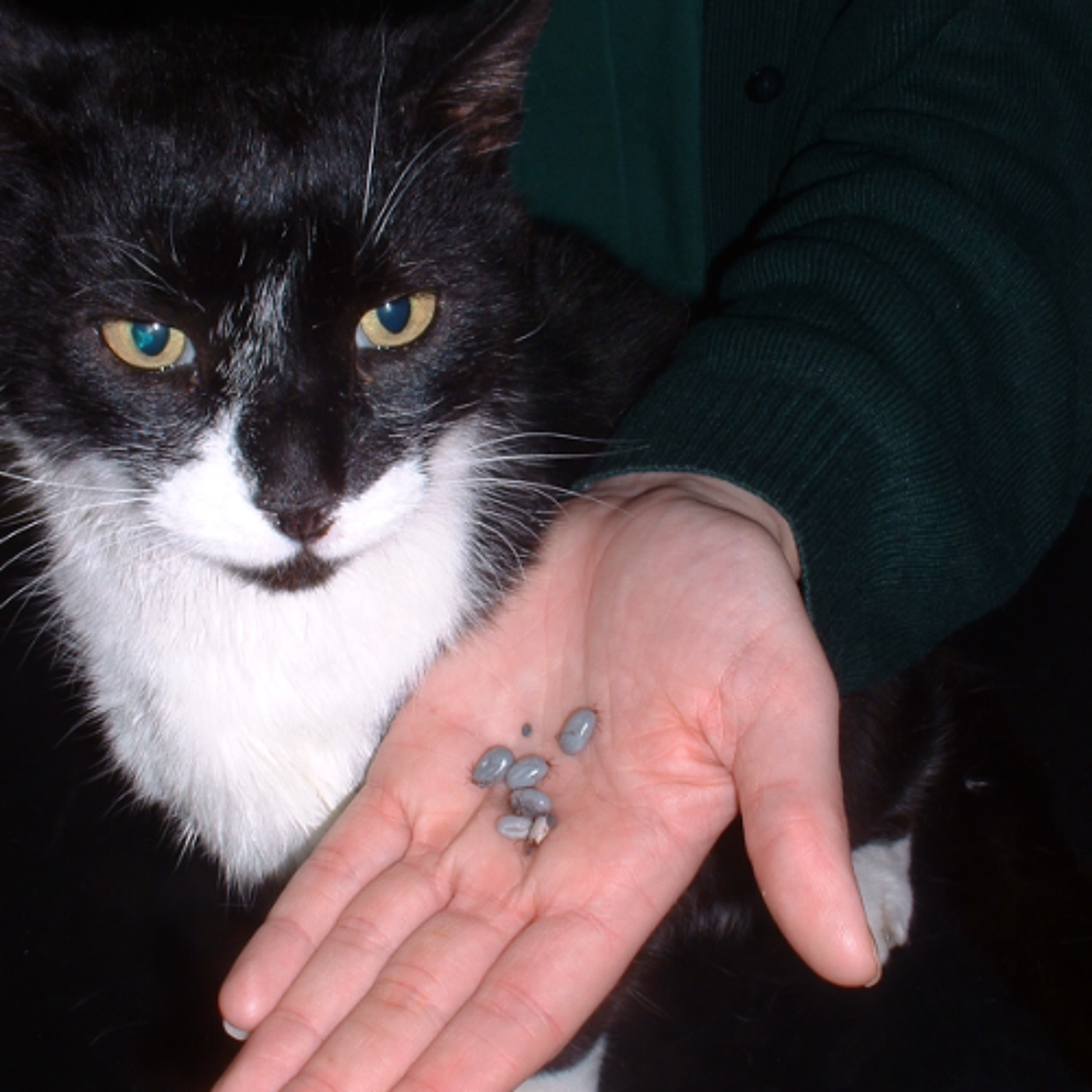 10 minute podcast: why tick control is important in dogs and cats
