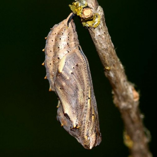 Metamorphosis 10