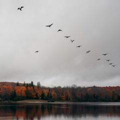 Autumn Migration