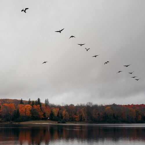 Autumn Migration