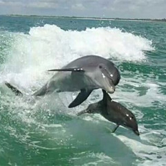 Review Special Price Dolphin Shelling Snorkeling Cruise In Tampa