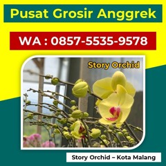 Hubungi 0857-5535-9578, Grosir Anggrek Bulan Javanica di Malang