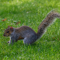 Sound Ideas, Animals - Large rat squeaking