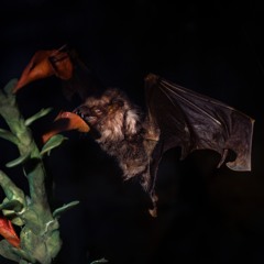 DISOLUTO - CARAMELO, JÚRALO