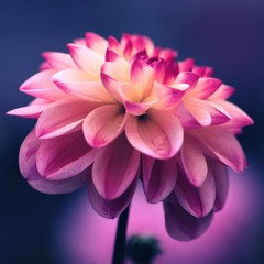 Flower Child Remastered Prod. Zhudaru