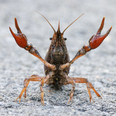 Crawdads!