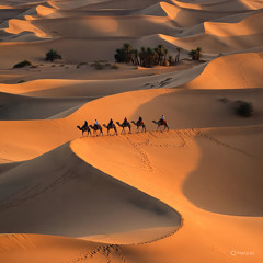 Dune