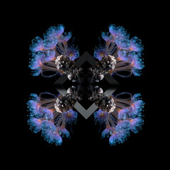 Fideles, 88Birds - 10 Breaths (Out 21st November)