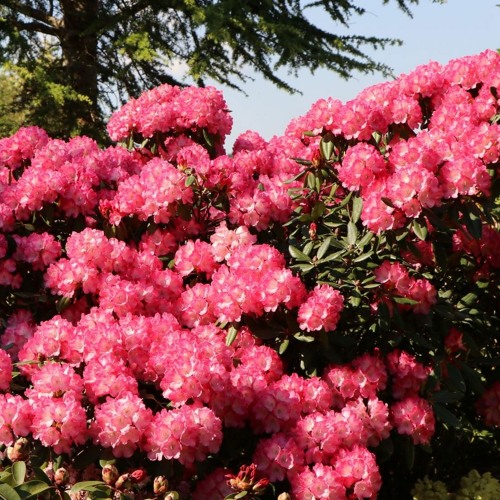 Rhododendrum ft. Allesisanders