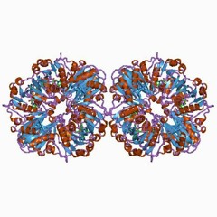 GAPDH Gappy Multiple Sequence Alignment - Algorithm V