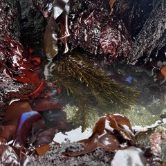 Tidal Pool