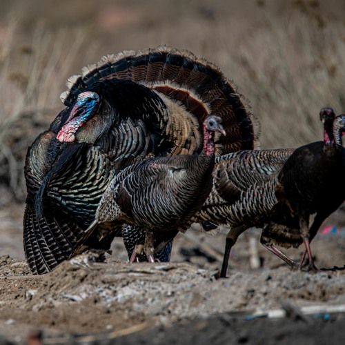 Stream Turkey Reintroduction in Minnesota & The Spring Hunting