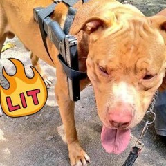 MC PQD - MEDLEY DOS PITBULL