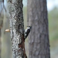 Woodpeckers in early Spring, Sweden