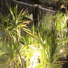 Adam Ali ♥Shawkan ila Mukhtari♥شوقاً إلى الُمختار