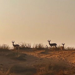 دورات الأيام ~ محسن آل مطرد
