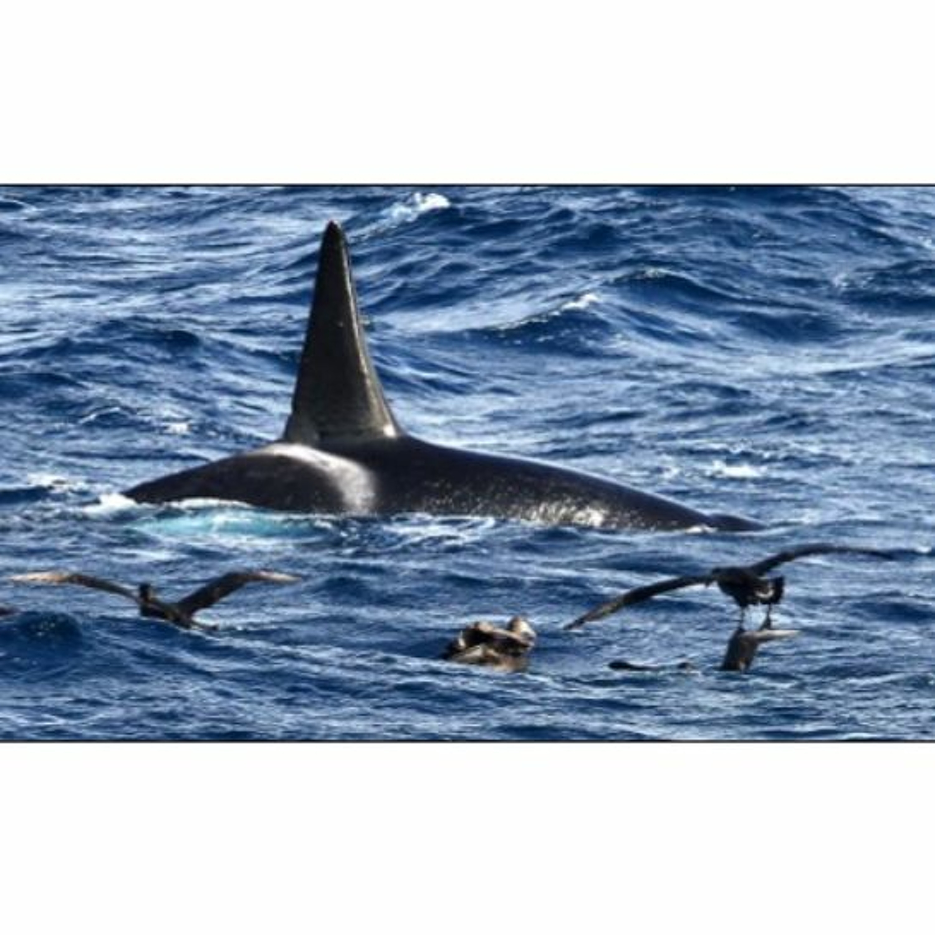 New subpopulation of Deep Ocean Orcas Identified