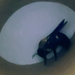 (dreamthief) emptyroom demo