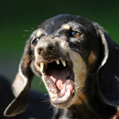 Sammy Bagel - Billy Was A Wardog