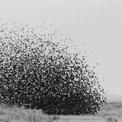 Swarms