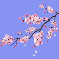 Cherry Blossom