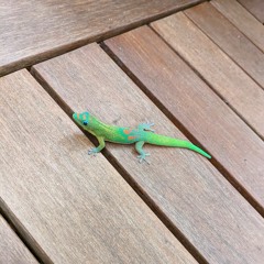 Hot Wax (King Gizzard Cover)