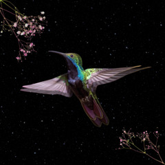 Pajarito - Pablora & Ede Lucille