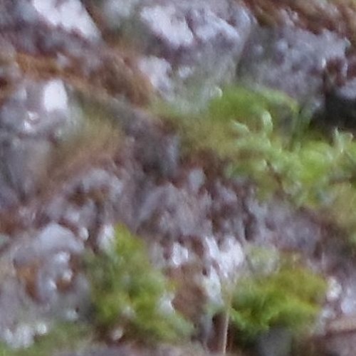 Botanisk Utopi
