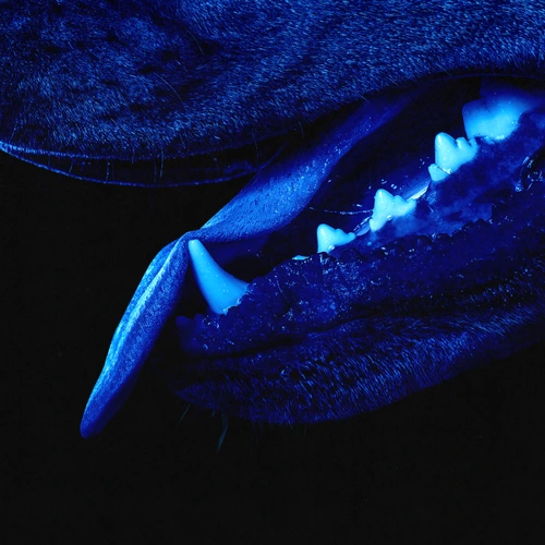 Artwork for the song Overmono - Paradise Runner by Overmono on Next Sound