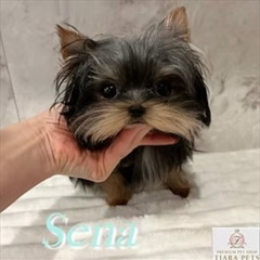 ヨークシャーテリア 子犬の特徴と安心して迎えるための知識