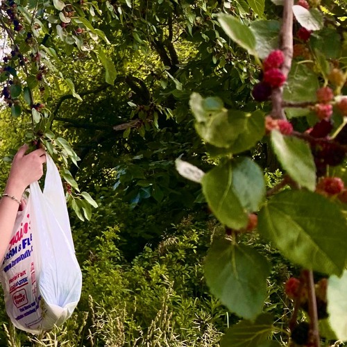 berry tree