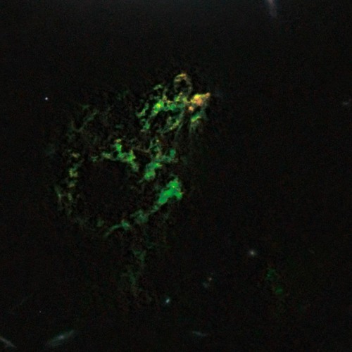 Busuzuma (Amigdala Project) - Falling Leaves