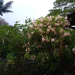 23.12.2024 - Reflexões Sobre O Natal (2)