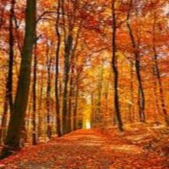 Forretta Autumn Progressive Mix