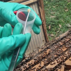 Laudo confirma doença bacteriana em abelhas de um apiário de Joinville