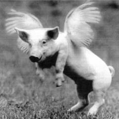If pigs could fly 🪽