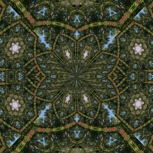 A swamp journey - Octopulse