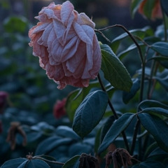Hazy Flowers