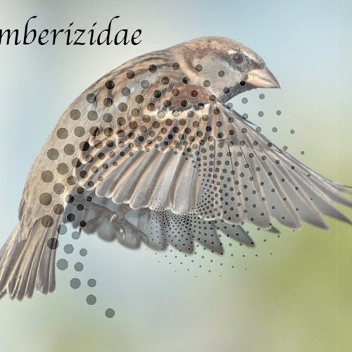Emberizidae (single )
