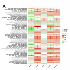 Prognostic Model Development and Molecular Subtypes Identification in Bladder Urothelial Cancer