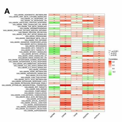 Prognostic Model Development and Molecular Subtypes Identification in Bladder Urothelial Cancer