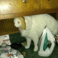 Chris Walker (lullabies 4 my cat)