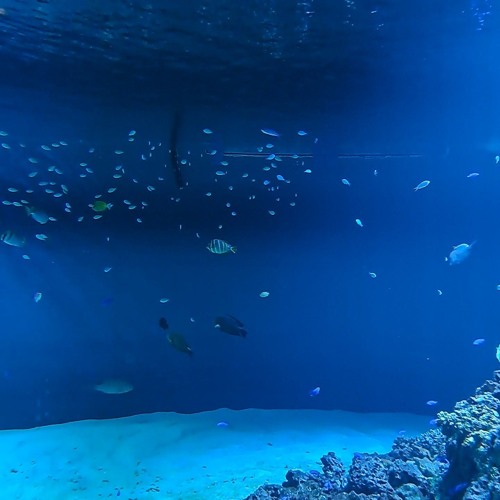 Like a fish in water