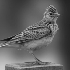 skylark