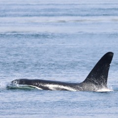 Bigg's Orca May 23rd 2021