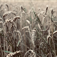 Kygo- Stole The Show (Jeza)