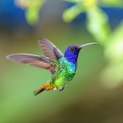 Pájaro Mágico - master