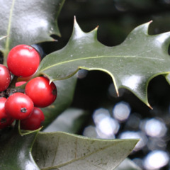 The Holly and the Ivy