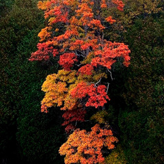 Autumn, Nature Disrobes