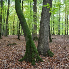 Le génie des arbres.